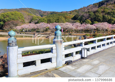 【愛媛郡】晴空下的南樂園梅花祭 137996686