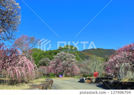 【愛媛郡】晴空下的南樂園梅花祭 【愛媛郡】晴空下的南樂園梅花祭 137996704
