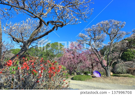 【愛媛郡】晴空下的南樂園梅花祭 【愛媛郡】晴空下的南樂園梅花祭 137996708