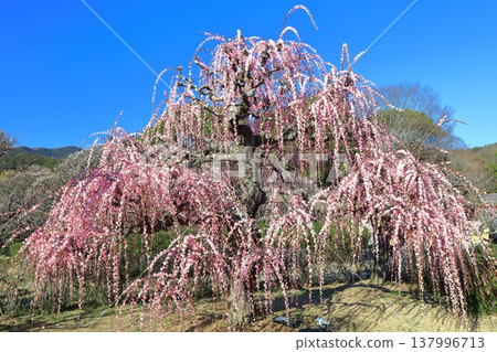 [Ehime Prefecture] Nanrakuen Plum Blossom Festival under clear skies 137996713
