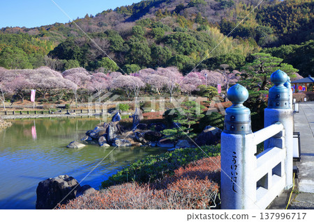 [Ehime Prefecture] Nanrakuen Plum Blossom Festival under clear skies 137996717