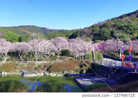 【愛媛郡】晴空下的南樂園梅花祭 【愛媛郡】晴空下的南樂園梅花祭 137996728