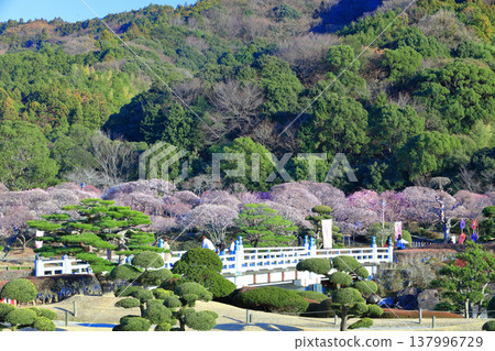 [Ehime Prefecture] Nanrakuen Plum Blossom Festival under clear skies 137996729