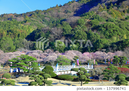 [Ehime Prefecture] Nanrakuen Plum Blossom Festival under clear skies 137996741