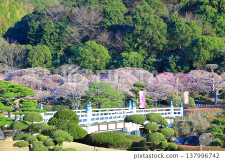 【愛媛郡】晴空下的南樂園梅花祭 137996742