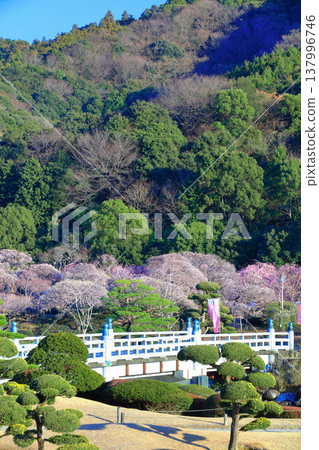 [Ehime Prefecture] Nanrakuen Plum Blossom Festival under clear skies 137996746