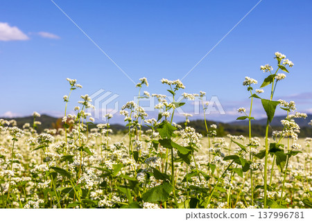 Buckwheat flowers, a specialty of Fukui Prefecture, bloom in a buckwheat field under a clear autumn sky. 137996781