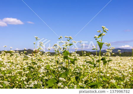 Buckwheat flowers, a specialty of Fukui Prefecture, bloom in a buckwheat field under a clear autumn sky. 137996782