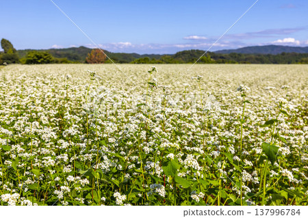 Buckwheat flowers, a specialty of Fukui Prefecture, bloom in a buckwheat field under a clear autumn sky. 137996784