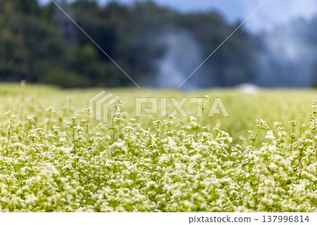 Buckwheat flowers, a specialty of Fukui Prefecture, bloom in a buckwheat field under a clear autumn sky. 137996814