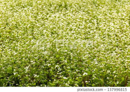 福井縣特產蕎麥花在晴朗的秋日天空下，於蕎麥田中盛開。 137996815