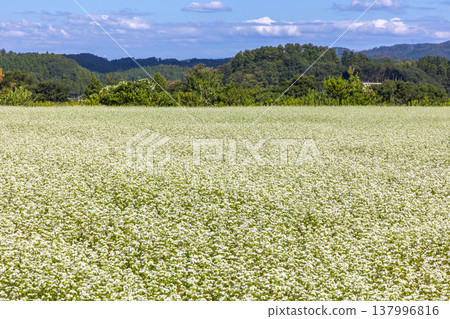 Buckwheat flowers, a specialty of Fukui Prefecture, bloom in a buckwheat field under a clear autumn sky. 137996816