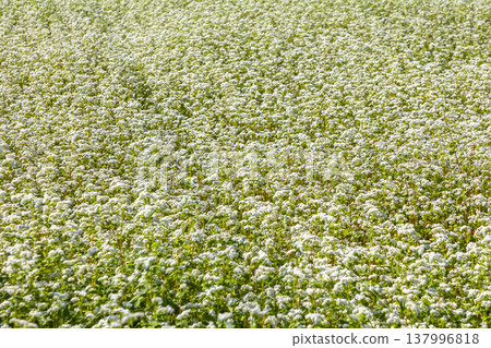 Buckwheat flowers, a specialty of Fukui Prefecture, bloom in a buckwheat field under a clear autumn sky. 137996818
