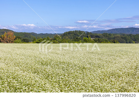 Buckwheat flowers, a specialty of Fukui Prefecture, bloom in a buckwheat field under a clear autumn sky. 137996820