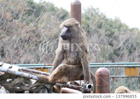 A baboon staring at us 137996855