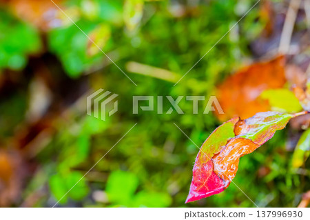 Autumn leaves 137996930