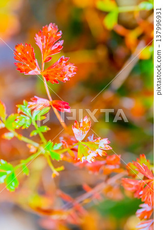 Autumn leaves Autumn leaves 137996931