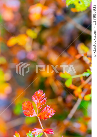 Autumn leaves Autumn leaves 137996932