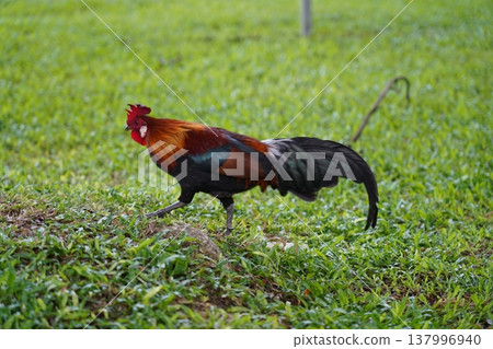 Red Junglefowl Strutting in Green Field Red Junglefowl Strutting in Green Field 137996940
