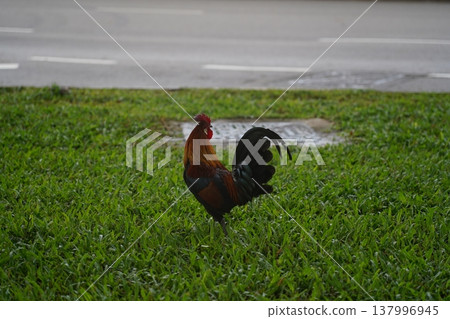 Rooster Standing Tall on Green Grass Rooster Standing Tall on Green Grass 137996945