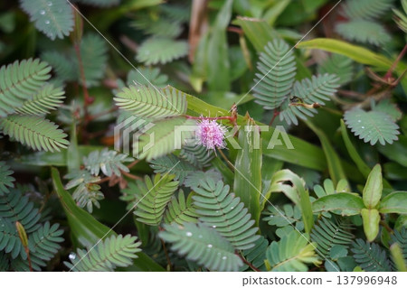 Sensitive Plant with Pink Flower in Green Foliage Sensitive Plant with Pink Flower in Green Foliage 137996948