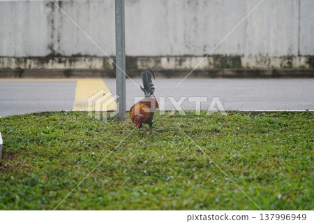 Rooster Foraging for Food in a Grassy Area 137996949