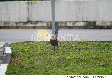 Rooster Walking on Grass in Daytime 137996950