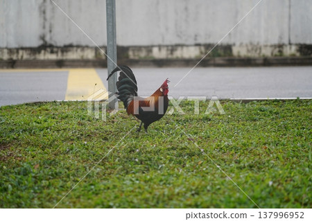 Beautiful Rooster on Green Grass Outdoors 137996952