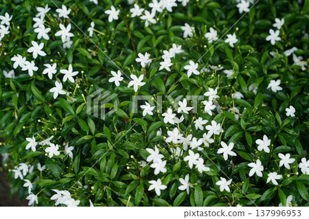 Jasmine Plant with White Flowers Background Jasmine Plant with White Flowers Background 137996953