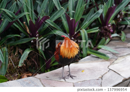 Wild Rooster Roaming Freely Outdoor Garden Setting Wild Rooster Roaming Freely Outdoor Garden Setting 137996954