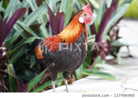 Beautiful Rooster Portrait Outdoors Beautiful Rooster Portrait Outdoors 137996960