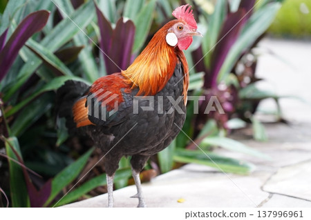Rooster Portrait Gallus gallus domesticus Outdoor Rooster Portrait Gallus gallus domesticus Outdoor 137996961