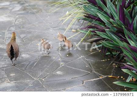 Jungle Fowl with Chicks Near Moses in the Cradle Plant Jungle Fowl with Chicks Near Moses in the Cradle Plant 137996971