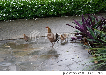 Hen with Chicks on a Stone Path Hen with Chicks on a Stone Path 137996972