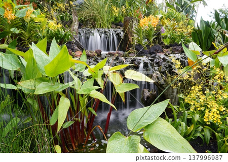 Lush Waterfall Scene with Exotic Orchids and Plants Lush Waterfall Scene with Exotic Orchids and Plants 137996987