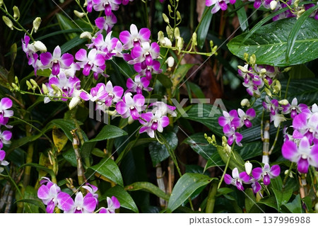 Beautiful Dendrobium Orchid Flowers in Bloom 137996988