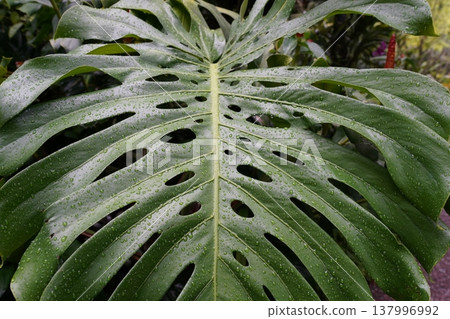 Monstera Deliciosa Leaf Close Up Detailed View Monstera Deliciosa Leaf Close Up Detailed View 137996992
