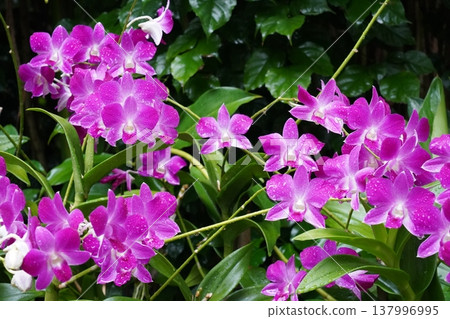 Vibrant Purple Dendrobium Orchids in Natural Setting Vibrant Purple Dendrobium Orchids in Natural Setting 137996995