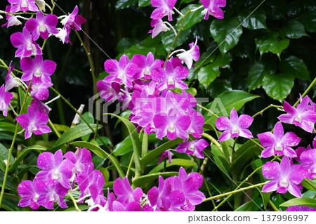 Beautiful Dendrobium Orchid Flowers in Full Bloom 137996997