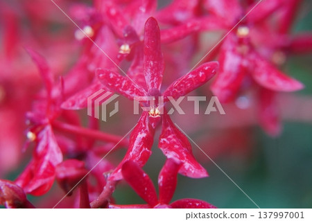 Renanthera Orchid Blooms Bright Red Flowers 137997001
