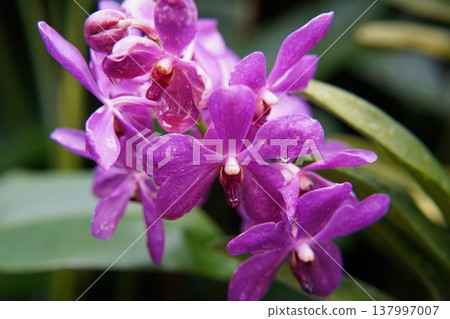 Beautiful Purple Vanda Orchid Flowers in Bloom 137997007
