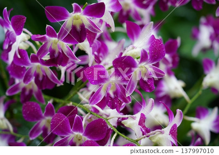 Purple and White Dendrobium Orchid in Bloom 137997010