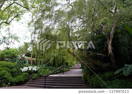 Scenic Garden Path with Lush Greenery and Trees Scenic Garden Path with Lush Greenery and Trees 137997013
