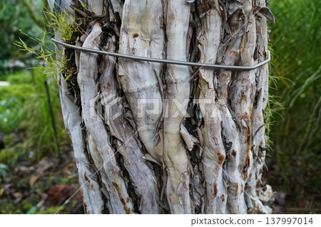 Melaleuca Quinquenervia Tree Bark Texture and Details Melaleuca Quinquenervia Tree Bark Texture and Details 137997014