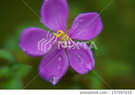 Pretty Purple Flower with Water Droplets Pretty Purple Flower with Water Droplets 137997016