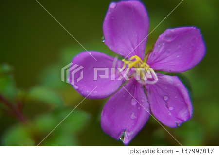 Stunning Purple Flower Close Up Stunning Purple Flower Close Up 137997017
