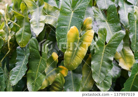 Philodendron Hastatum Silver Sword Plant Care Guide Philodendron Hastatum Silver Sword Plant Care Guide 137997019