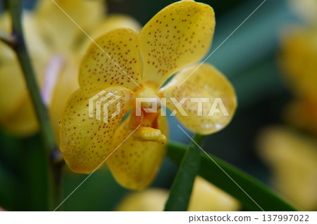 Beautiful Yellow Orchid Flower Close Up Beautiful Yellow Orchid Flower Close Up 137997022