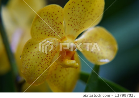 Bright Yellow Ascocenda Orchid Close Up Tropical Flower 137997023