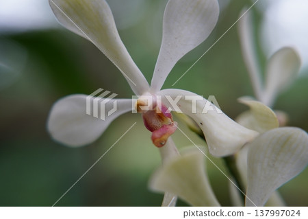 Close up of a White Ascocentrum Orchid Flower Close up of a White Ascocentrum Orchid Flower 137997024